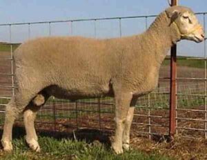 Polypay Sheep Characteristics, Origin & Uses