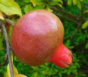 Pomegranate Farming