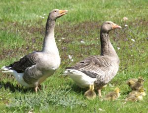 Raising Geese: Best Steps For High Profits