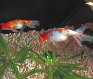 Pompom Goldfish Characteristics, Diet, Breeding