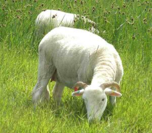 Portland Sheep Characteristics, Uses & Origin