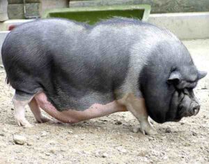 Pot-bellied Pig Characteristics, Origin & Breeding