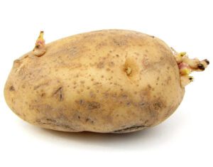 Growing Potatoes: Best for Growing in Home Garden