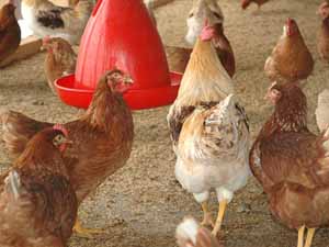 Poultry farming business has numerous benefits/advantages. As a result many farmers prefer to invest in this business. Main purpose of a poultry farm is to produce eggs, meat and also for generating high revenue from these products.