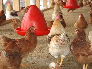 poultry equipments, poultry housing