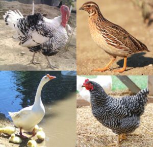 Different Types of Poultry Diseases You Should Know