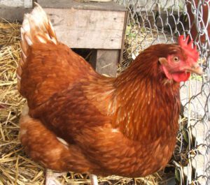 Poultry Farming in Bangladesh: Easy & Profitable