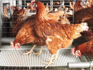 Poultry Farming in Kenya -13 Simple Steps for Beginners
