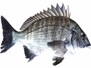 predator fish, freshwater predator fish, predator fish types, saltwater predator fish, marine predator fish, seawater predator fish