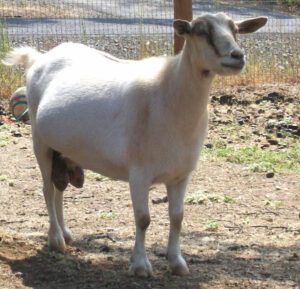 Best Goat Pregnancy Length Info For Beginners
