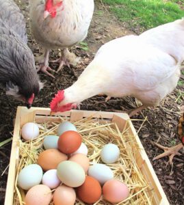 Problems With Laying Hens & Prevention