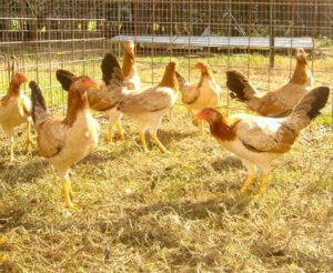 How to Identify Roosters From The Pullet