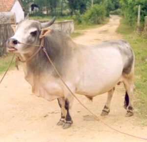 Punganur Cattle: Characteristics, Uses, Origin