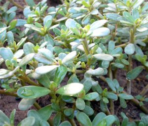 Growing Purslane: Best Tips for Organic Production