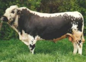 Pustertaler Sprinzen Cattle Characteristics, Uses