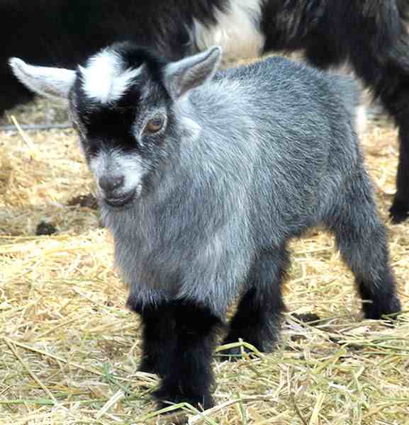 Caring Miniature Goats: Best Steps For Beginners