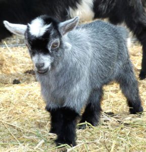 Raising Pygmy Goats as Pets: Best Guide for Beginners
