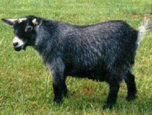 Can Pygmy Goats Live Inside With Other Pets