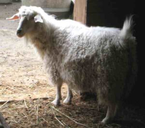 Pygora Goat Farming: Best Business Starting Plan