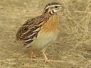 quail farming, quails, quail farming business, commercial quail farming, commercial quail farming business, what is quail farming, quail picture, profitable quail farming