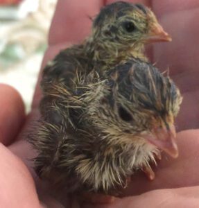 Caring Quail Chicks: Best 12 Tips for Beginners