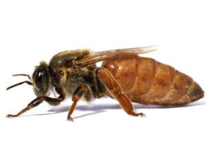 Identifying Queen Bee: Best Guide for Recognizing Queen Bee
