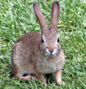 Rabbit Farming in India: Easy & Profitable Business for Beginners
