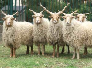 Racka Sheep: Characteristics & Best 23 Facts