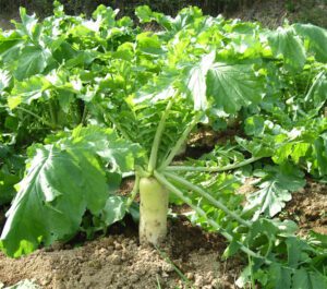 Radish Farming