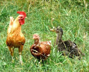 Best Steps For Raising Ducks With Chickens