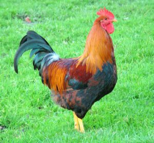 How To Attract Roosters (Best Steps For Beginners)