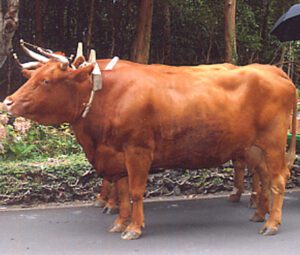 Ramo Grande Cattle Characteristics, Uses & Origin