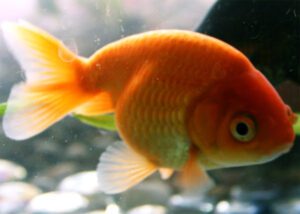Ranchu Goldfish Characteristics, Diet, Breeding