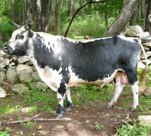 Randall Cattle Characteristics, Uses & Origin Info