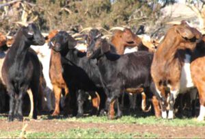 Rangeland Goat Characteristics, Feeding & Uses