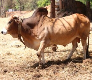 Rathi Cattle: Characteristics, Origin, Uses & Facts