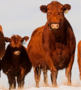 Red Angus Cattle: Characteristics & Best 22 Tips