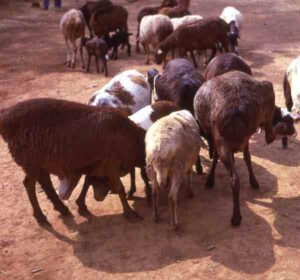 Red Maasai Sheep Characteristics, Uses & Origin