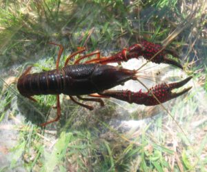 Red Swamp Crayfish Characteristics, Feeding, Breeding