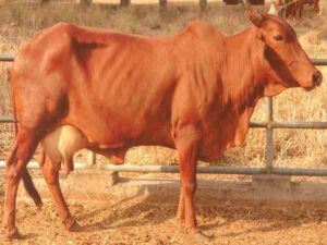 Red Sindhi Cattle: Characteristics, Origin, Uses