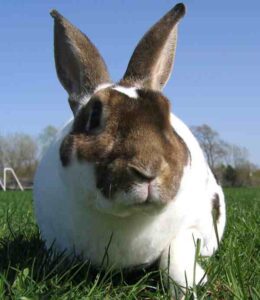 Rex Rabbit: Characteristics Uses & Best 20 Facts