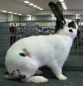 Rhinelander Rabbit Characteristics, Origin, Uses