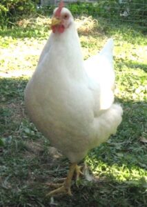 Rhode Island White Chicken Characteristics & Uses
