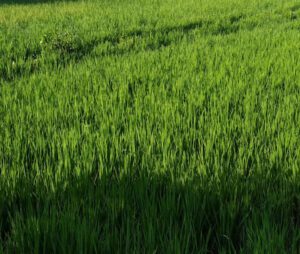 Rice Farming: Best Business Plan With 20 Tips
