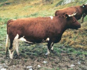 Ringamala Cattle Characteristics, Uses & Origin