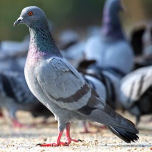 Rock Pigeon Characteristics, Uses & Origin Info