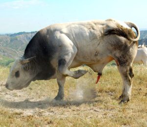Romagnola Cattle Characteristics, Uses, Origin