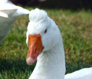 Roman Goose Characteristics, Origin & Uses