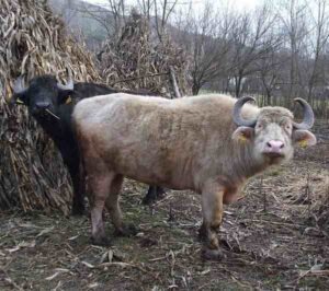 Romanian Buffalo: Characteristics, Uses & Best 13 Tips