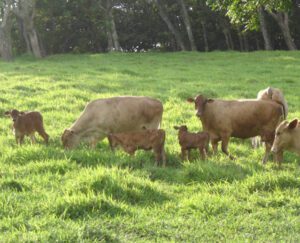Romosinuano Cattle Characteristics, Uses, Origin